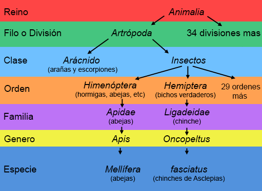 Bichos verdaderos