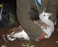 Captured great bustard