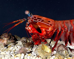 Mantis shrimp