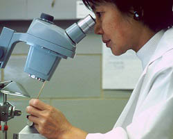 scientist looking through microscope