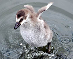 Baby bird flapping