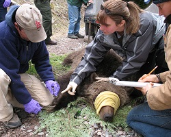 Grizzly bear research