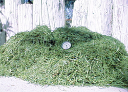 Grass Clippings