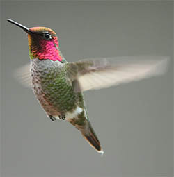 Anna's Hummingbird