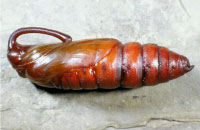 Manduca pupae