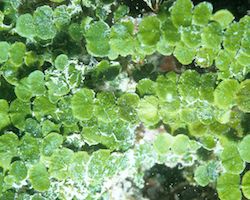 Calcifying macroalgae