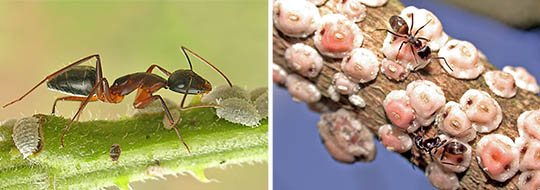 Ants tending to scale insects