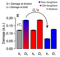 A graph showing how bacterial damage is split during division