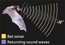 Echolocation image