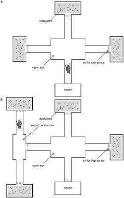 maze for assessing bat learning