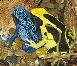 Poison Dart Frogs