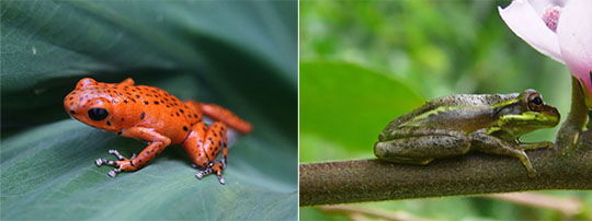 Tree frogs