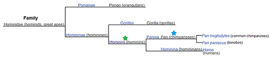 Pan evolutionary tree