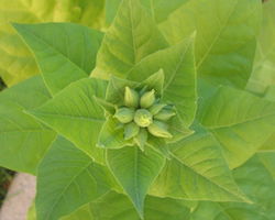 Tobacco plant