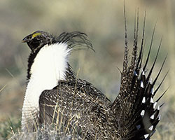 Sage grouse