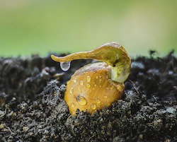 Durian seed sprouting, covered with dew