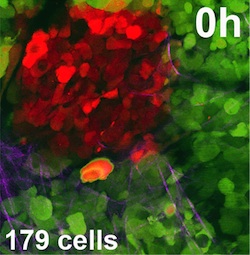 cell movement measurements