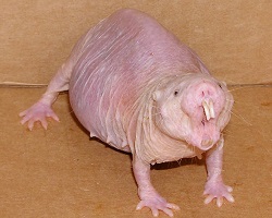 naked mole rat