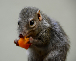 Tree Shrews Think Capsaicin Spice Tastes Good | Ask A Biologist