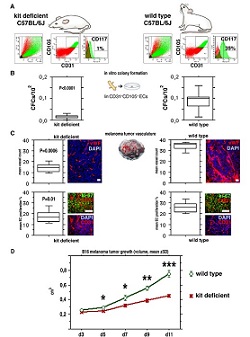 mutant c-kit genes