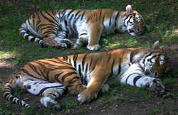 Sleeping tigers