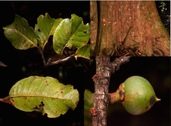 Pouteria maxima