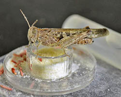 locust in lab