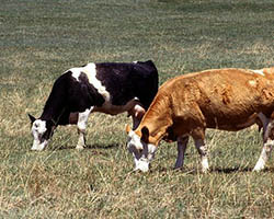 cows grazing