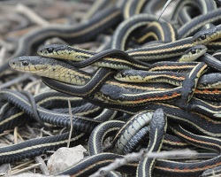 Garter snake ball