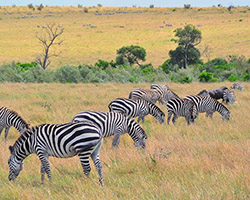 Zebras in Kenya