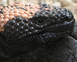 Gila monster head