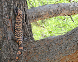 A Gila climbing up a pine tree at an arboretum