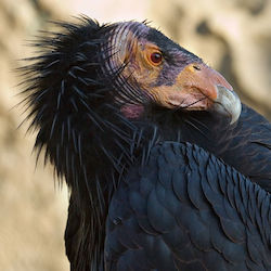 California condor