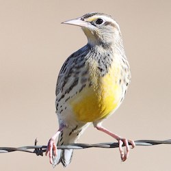 Eastern meadowlark by ALAN SCHMIERER