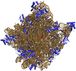 Structure of ribosome subunit showing RNA, protein, and active site