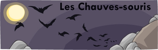 Les chauves-souris - Bats