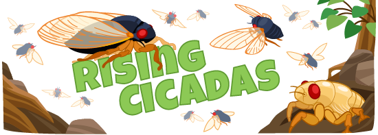 illustration showing an emerging cicada and several adult cicadas