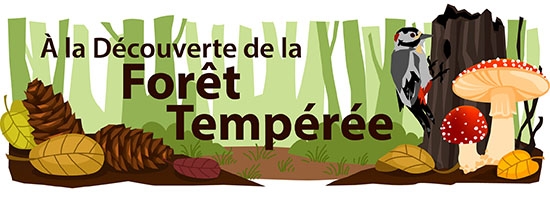 À la découverte de la Forêt Tempérée