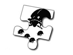 Beetles puzzle