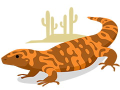 Gila monster in Sonoran Desert