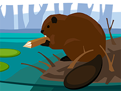 Beaver