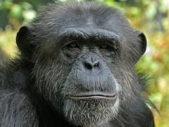 Great ape sign language