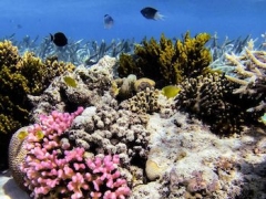 Coral reefs