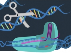 CRISPR Cas9 gene editing technology