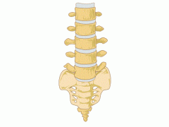 Lower spine