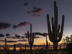 A desert sunset showing saguaros picture by Monika Häfliger 