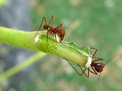 Trees Get By with Ant Aides