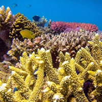 Coral reefs