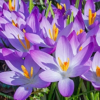 Crocus flowers