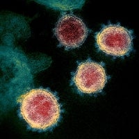 The coronavirus that causes COVID-19